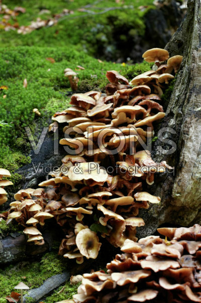 Mushrooms in woods