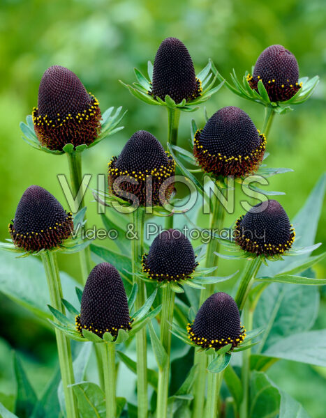 Rudbeckia occidentalis Black Beauty® Rudbeckia occidentalis Black Beauty®