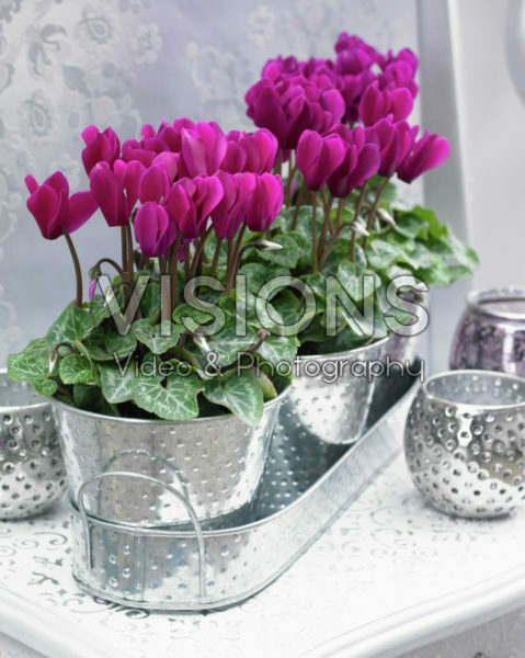 Cyclamen