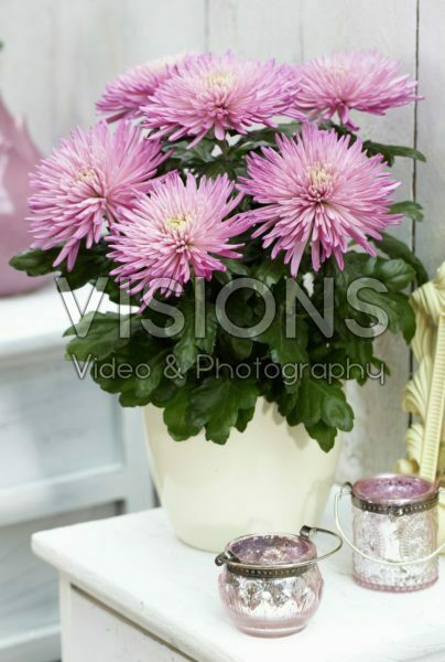 Chrysanthemum Anastasia Pink Chrysanthemum Anastasia Pink
