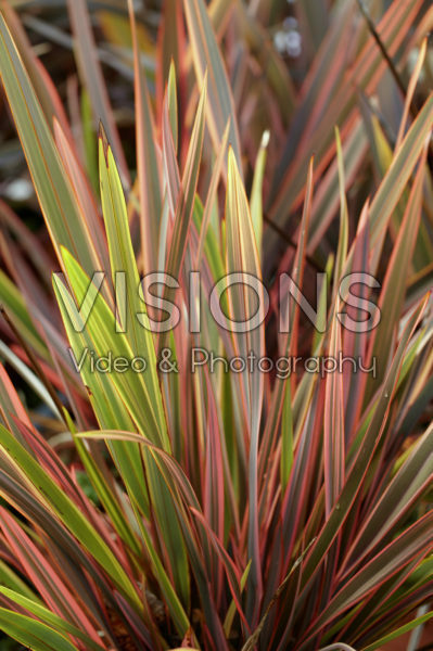 Phormium