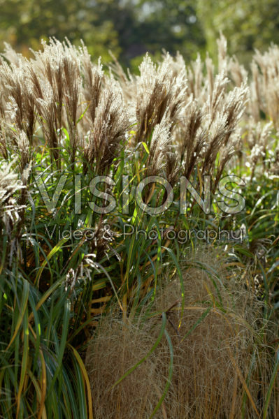Ornamental grass
