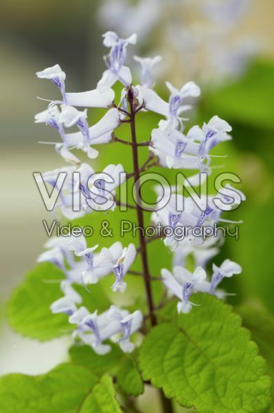 Coleus scutellarioides