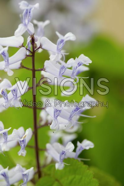 Coleus scutellarioides