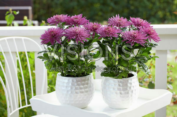 Chrysanthemum Anastasia Lilac Chrysanthemum Anastasia Lilac
