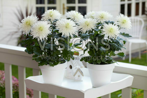 Chrysanthemum Anastasia Chrysanthemum Anastasia