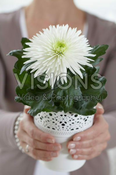 Chrysanthemum Anastasia Chrysanthemum Anastasia