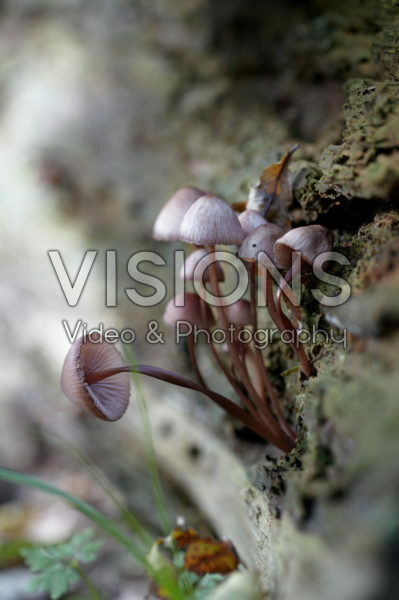 Mushroom in woods