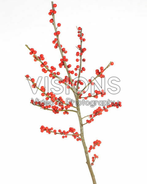 Ilex verticillata Ilex verticillata