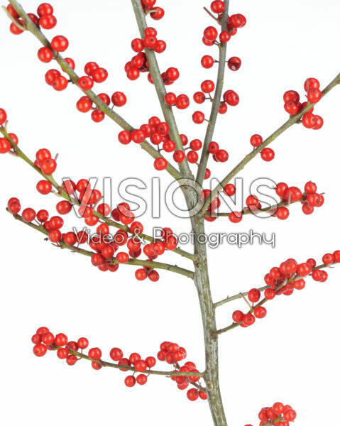 Ilex verticillata Ilex verticillata
