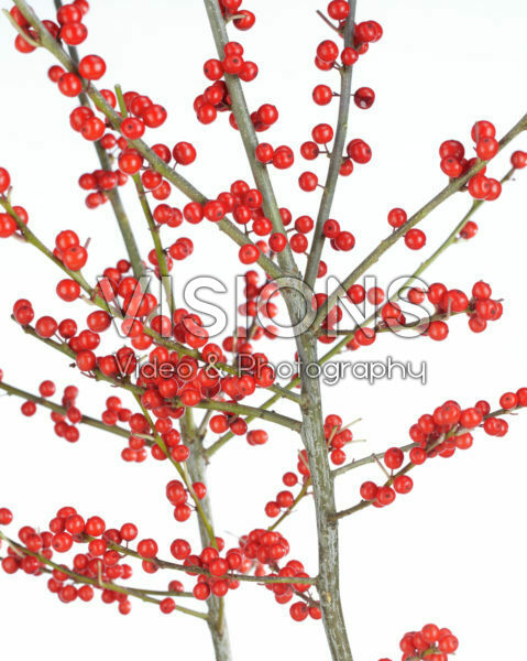 Ilex verticillata Ilex verticillata