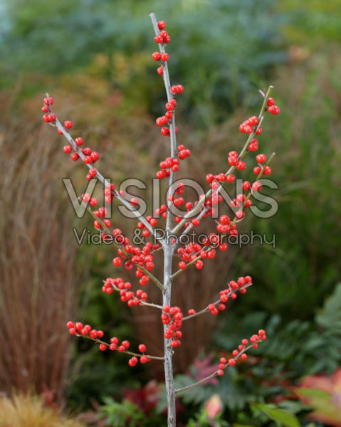 Ilex verticillata Ilex verticillata