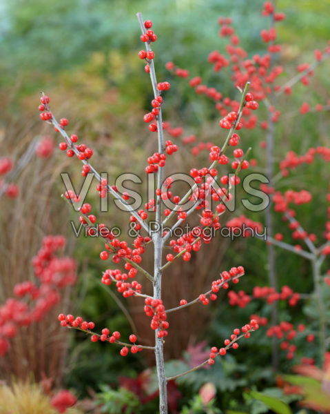 Ilex verticillata Ilex verticillata