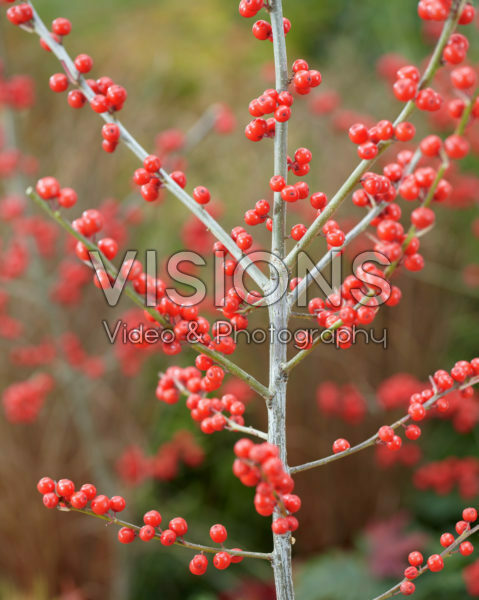 Ilex verticillata Ilex verticillata