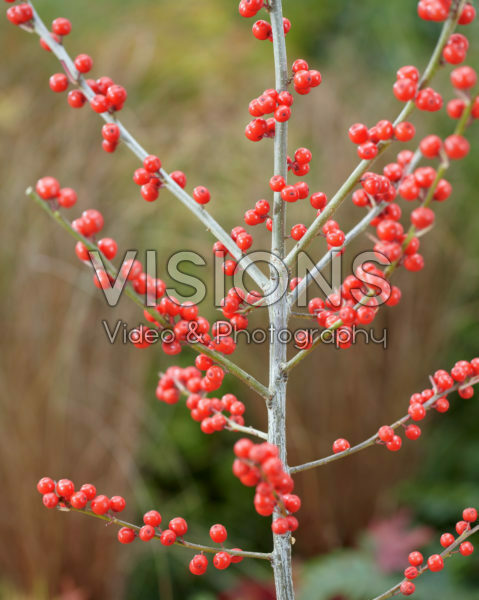 Ilex verticillata