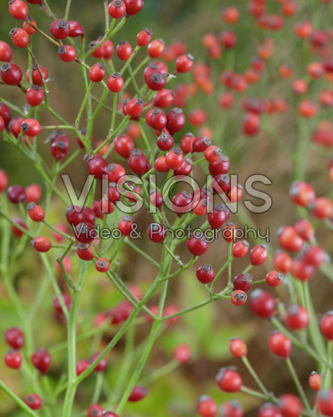 Rosa multiflora Plenty ®