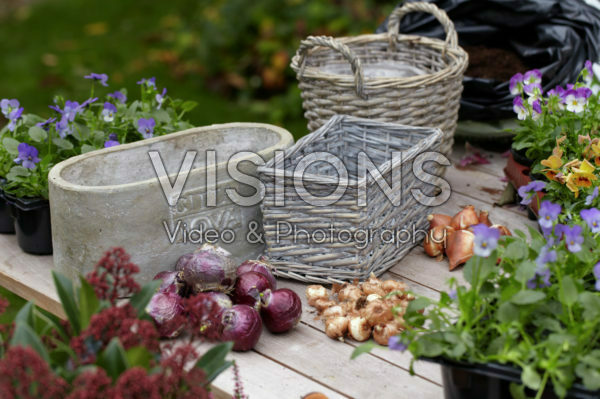 Pansies and bulbs for autumn container