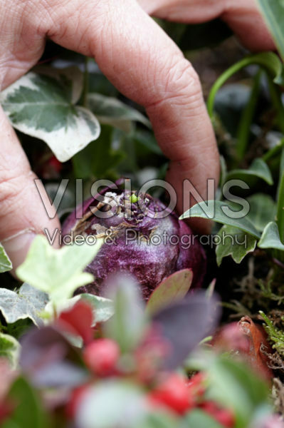 Hyacinthus bol