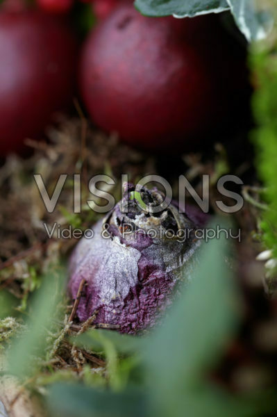 Hyacinthus bol