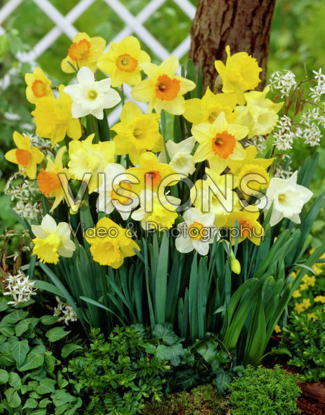 Narcissus Mixed