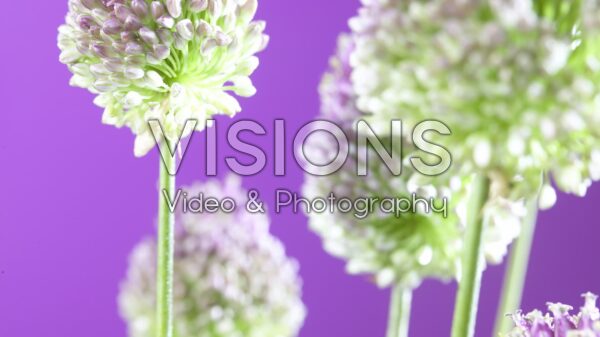 VIDEO Allium sphaerocephalon
