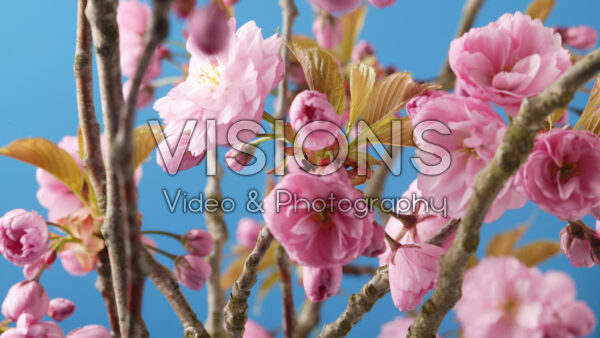 VIDEO Prunus
