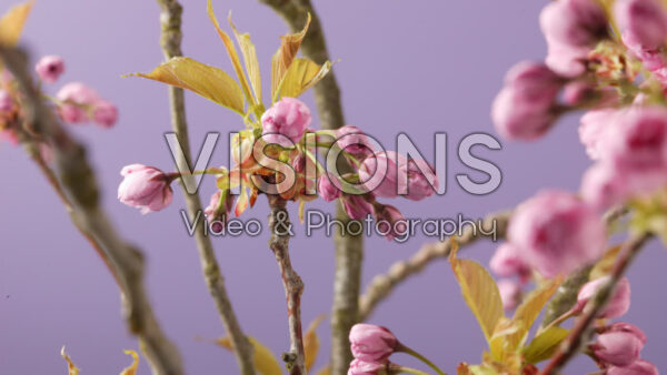 VIDEO Prunus