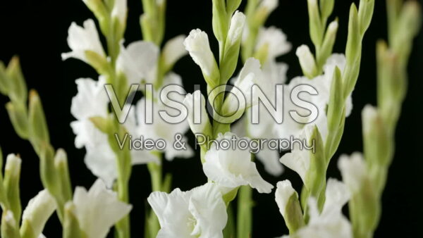 VIDEO Gladiolus