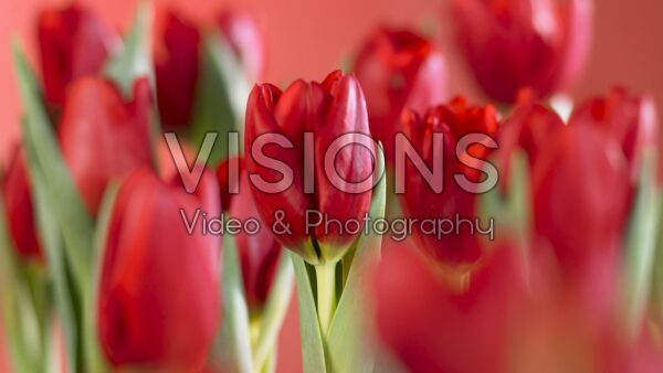 VIDEO Tulipa