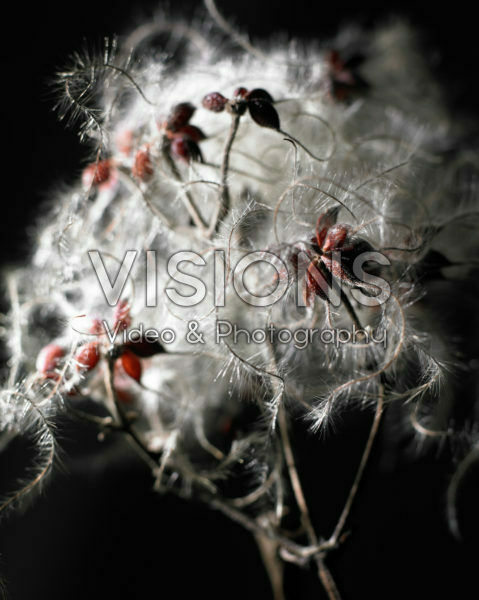 Clematis seed head
