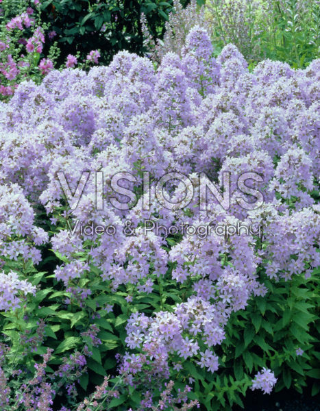 Campanula lactiflora Pouffe Campanula lactiflora Pouffe