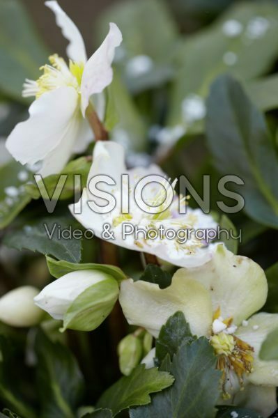 Helleborus niger