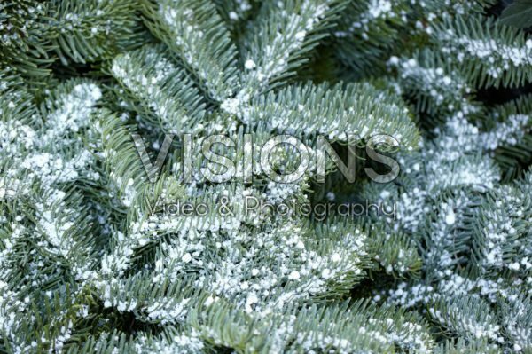 Abies procera