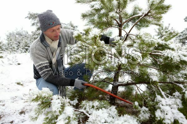 Cutting christmas tree