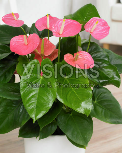 money tree crassula Buy Crassula Ovata Money Tree Kuberakshi Plant Online  Secculent