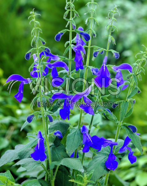 Salvia patens Royal Blue Salvia patens Royal Blue