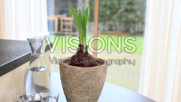 VIDEO Hippeastrum planten