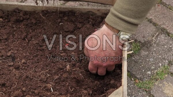 VIDEO Planting Begonia