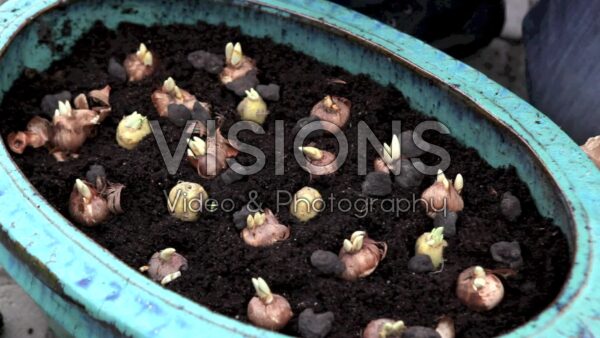 VIDEO Planting flower bulbs