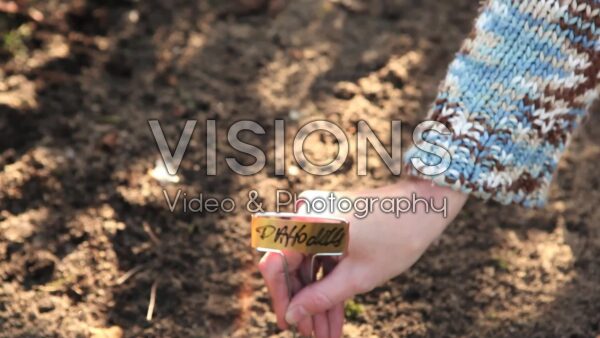VIDEO Planting flower bulbs