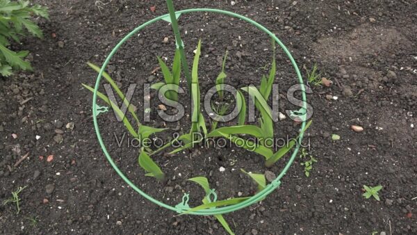 VIDEO Planting Gladiolus