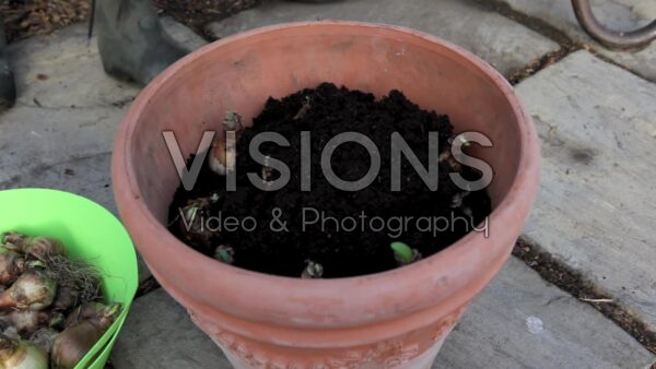 VIDEO Planting daffodils on pot