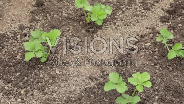 VIDEO Growing strawberries