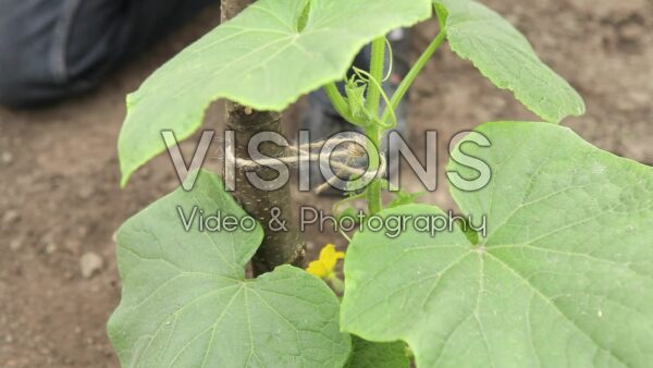 VIDEO Growing pickles