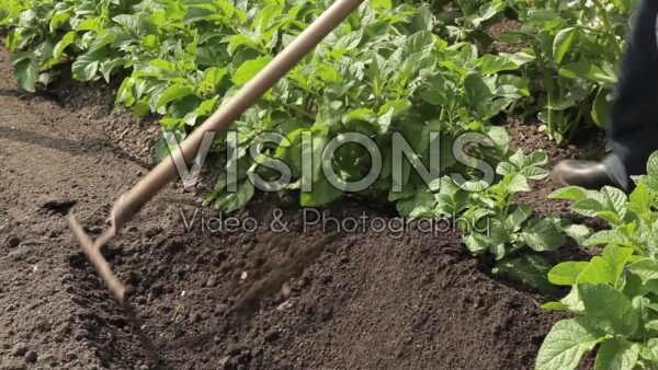 VIDEO Growing potatoes