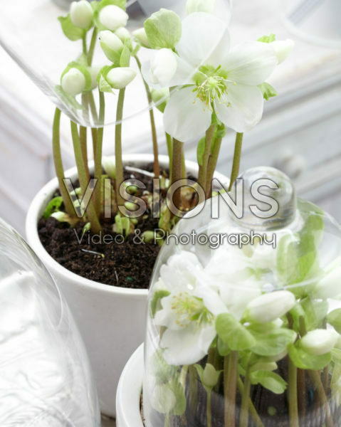 Helleborus niger