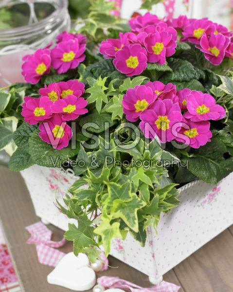 Primula acaulis roze Primula acaulis roze