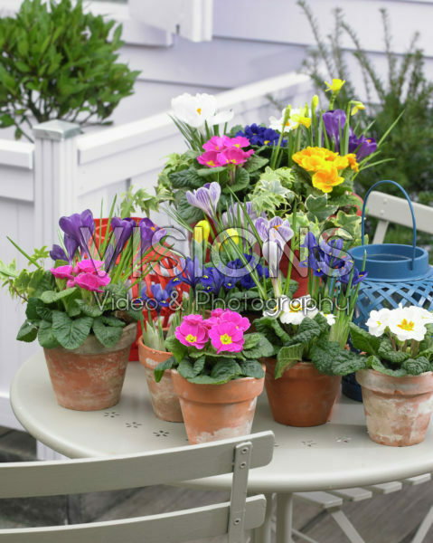 Spring bulbs and Primulas