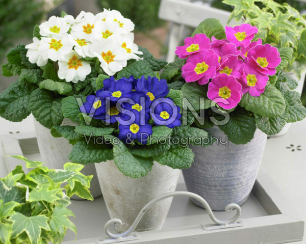 Primula mixed Primula mixed