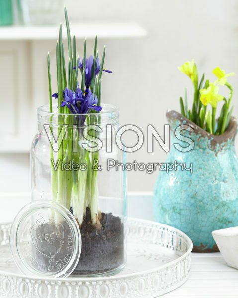Iris reticulata Iris reticulata